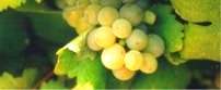 Cape Winelands White Grapes